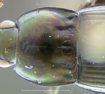 Media type: image;   Entomology 600330 Aspect: pronotum dorsal